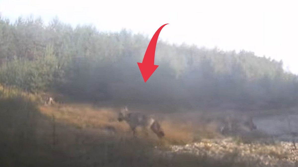 Drapieżniki na Śląsku - wilki uchwycono na kamerze