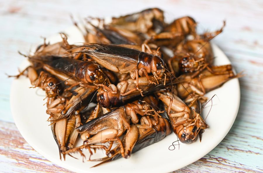 Are crickets the meat of the future? Cooks agree