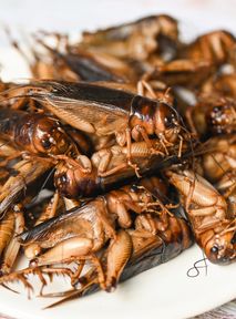 Are crickets the meat of the future? Cooks agree