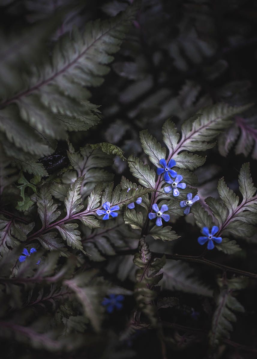 Polskie ogrody wyróżnione w konkursie fotografów botanicznych 5