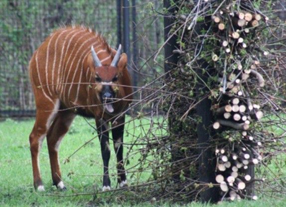 Do ZOO przyjdź z sadzonką