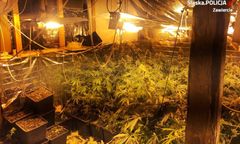 Łazy. Zajmowali się uprawą marihuany, teraz zajmie się nimi sąd