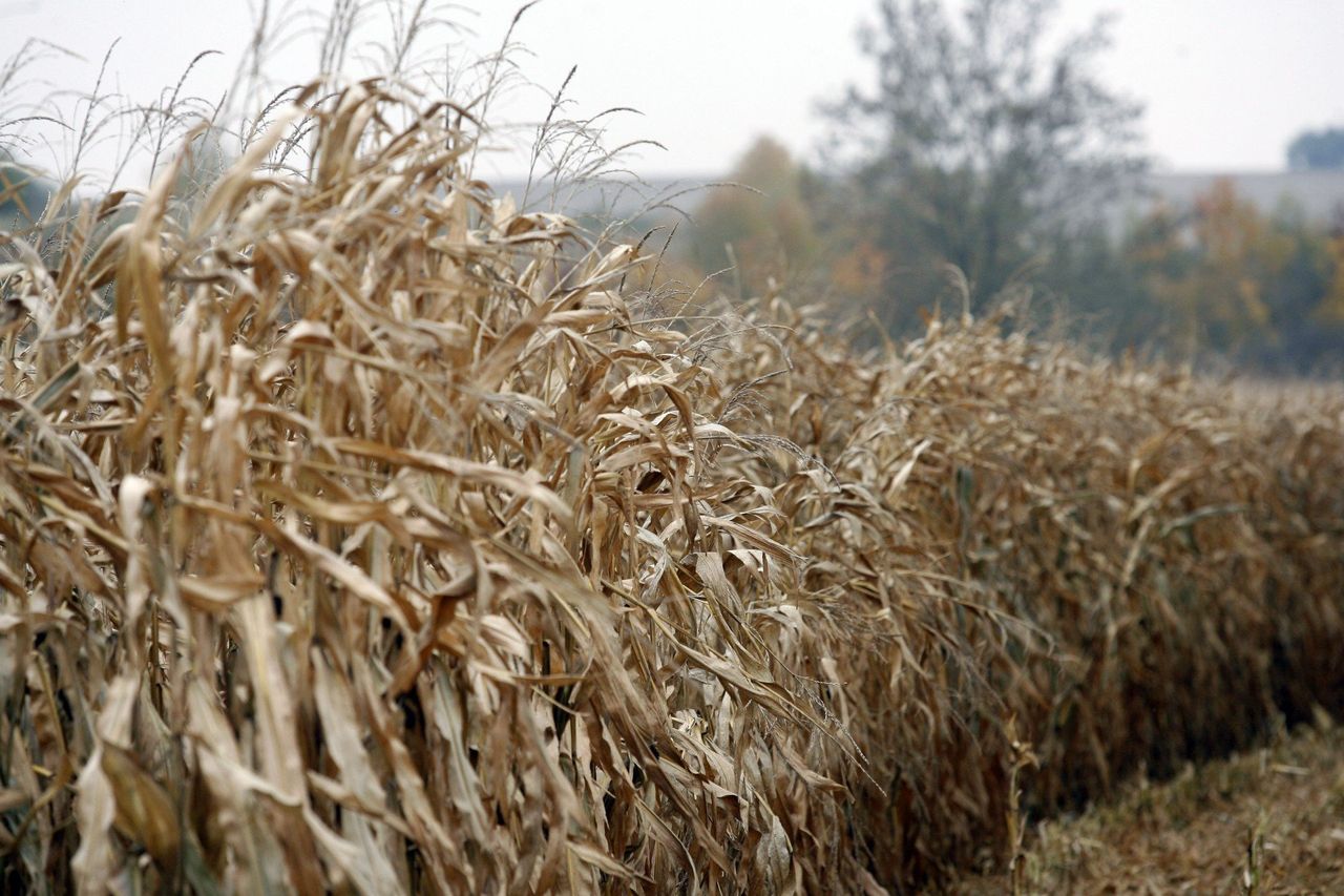 Kukurydza nie schodzi z pola. Ten sezon jest inny i może dużo kosztować