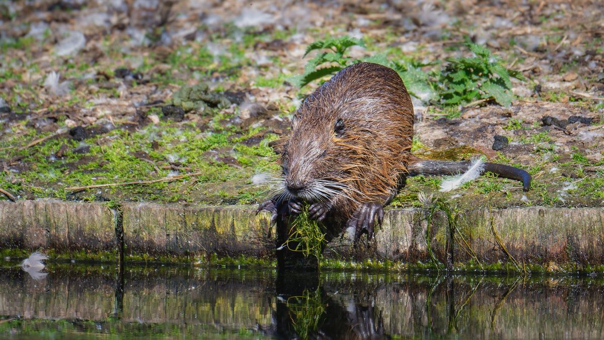Trwa walka z nutriami na Śląsku