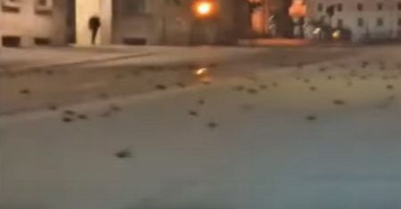 Sceny jak z "Ptaków" Hitchcocka. Spadły z nieba po sylwestrze