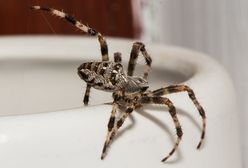 Australia. Mieszkanka Perth zamarła na widok ogromnego pająka