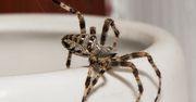 Australia. Mieszkanka Perth zamarła na widok ogromnego pająka