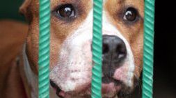 Pies, który zagryzł 15-latkę