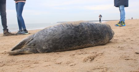 Znaleźli fokę na plaży. Tłum gapiów stał w bezruchu