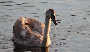 Ptasia grypa nad Zatoką Pucką. Pół tysiąca martwych ptaków