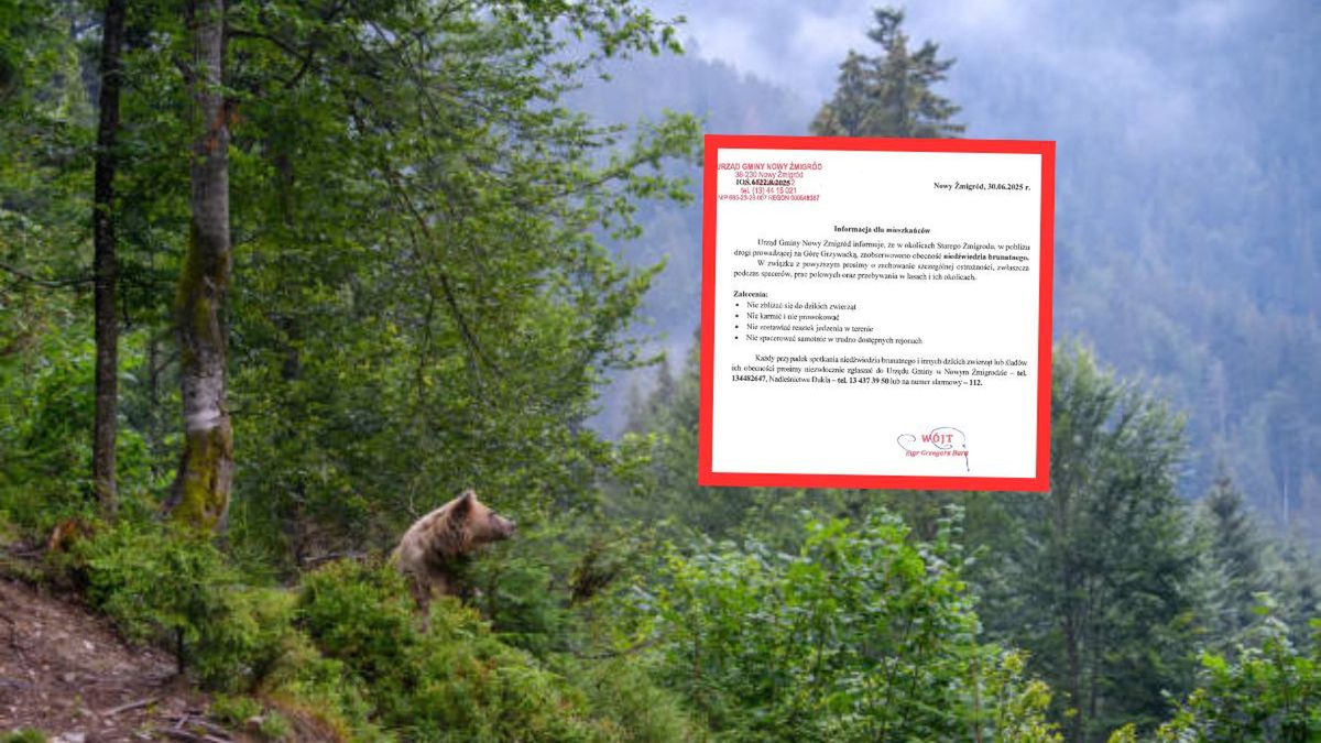 Niedźwiedź brunatny w okolicach Nowego Żmigrodu. Gmina apeluje o