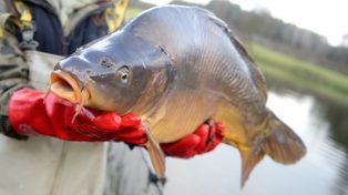 Karpie na finiszu sezonu. Czy będzie ich dość na wigilię?