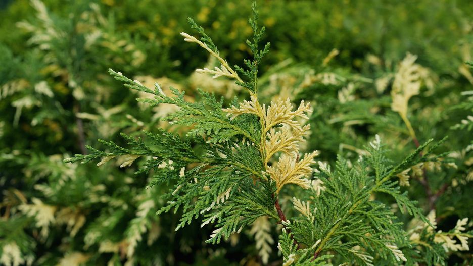 Cyprys wielkoszyszkowy