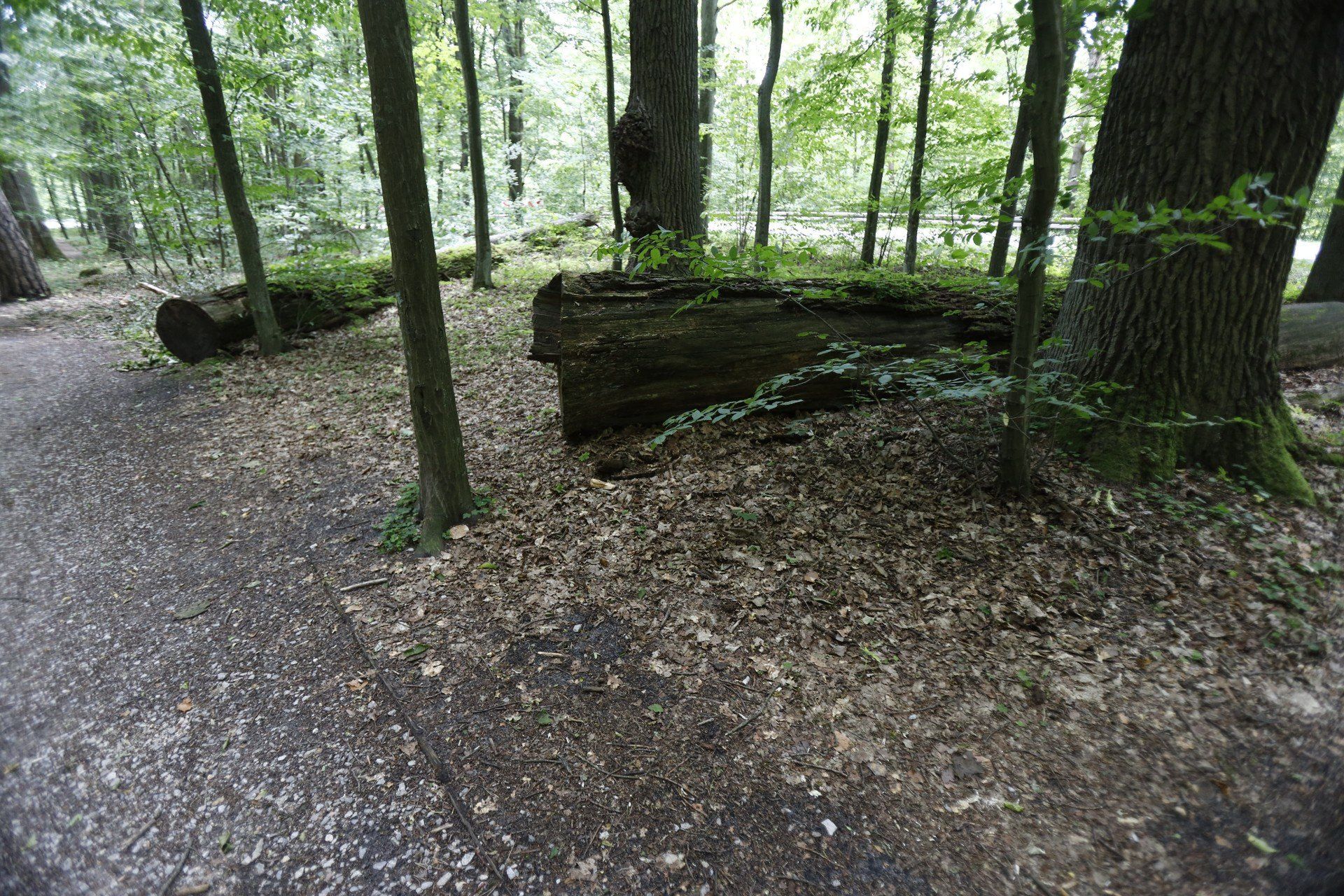 Rezerwat Parkowe
