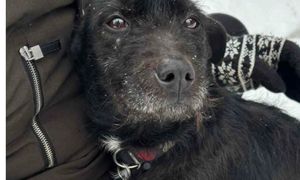 "Nie taki miał być". Rodzina wyrzuciła psa z domu. Nieudany prezent świąteczny