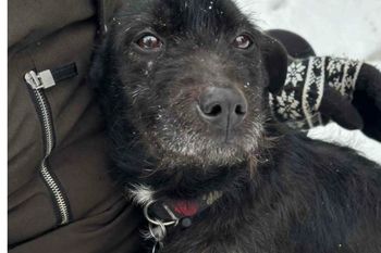 "Nie taki miał być". Rodzina wyrzuciła psa z domu. Nieudany prezent świąteczny