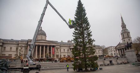Wielkie szyderstwo z choinki od Norwegii. W Londynie słychać głośny śmiech