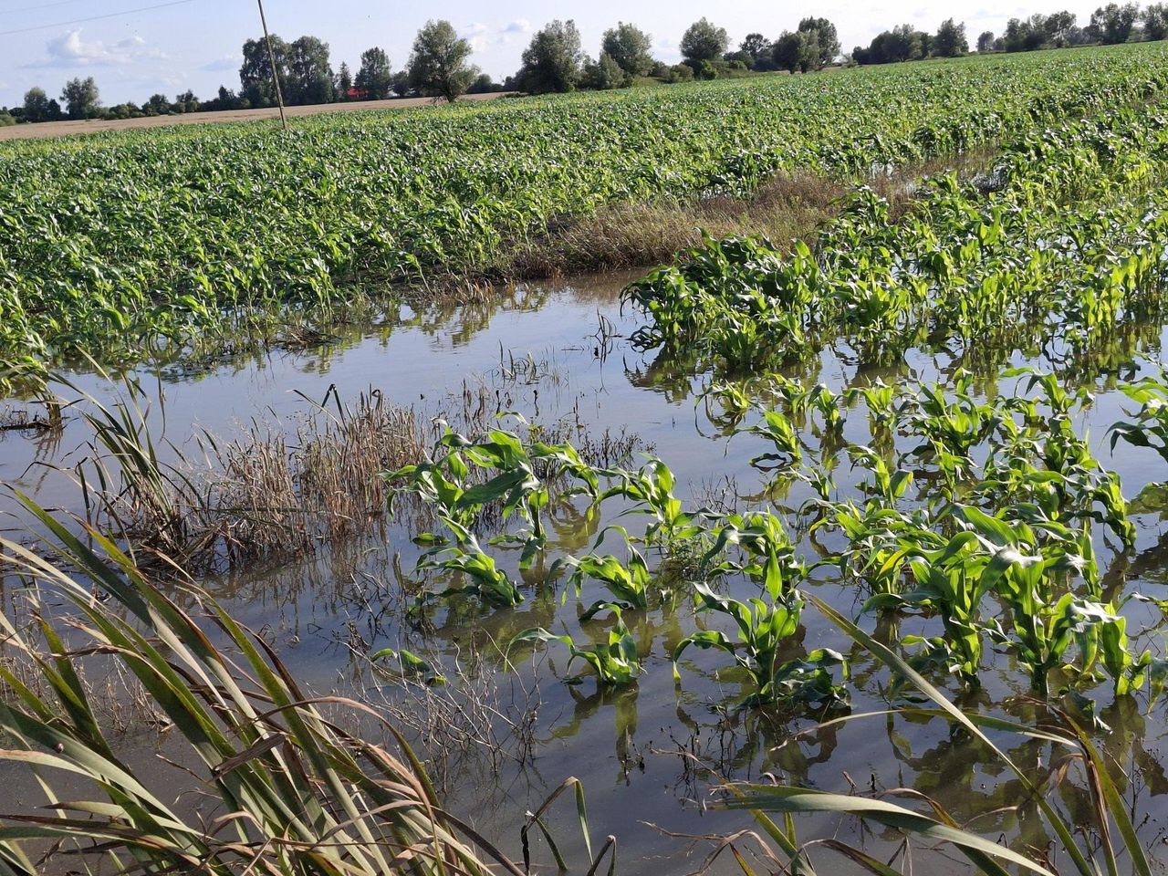 Ponad 20 tys. ha zalanych terenów. Uruchomienie pomocy planowane na październik