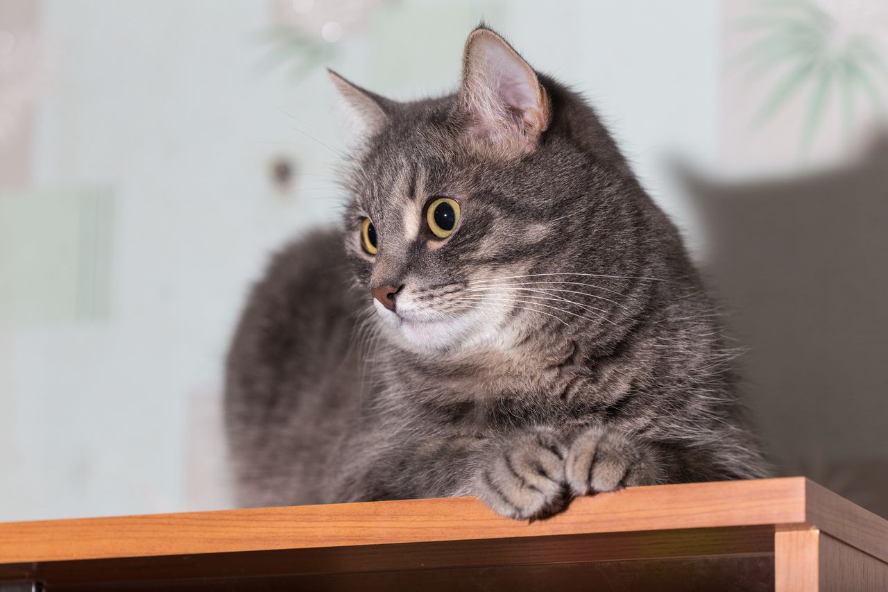 Recognize a cat's mood by the movements of its tail