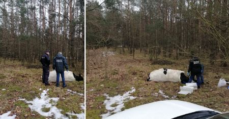Mazowieckie. Agresywny byk prawdopodobnie zabił właściciela. Zwierzę zostało odstrzelone