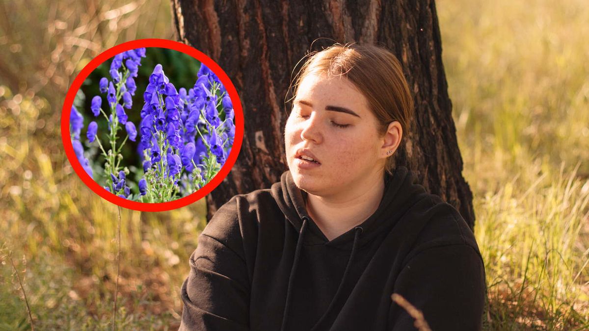 Jedna z najbardziej trujących roślin w Europie. Reaguj, gdy zauważysz objawy