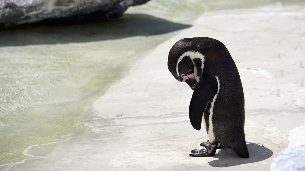 Chodzi oczywiście o łatki dla inteli, fot. Shuterstock.com