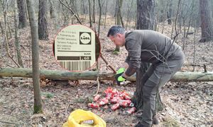 Leżały pod pniem. Zakasał rękawy i zebrał. Leśnicy: pieniądze w lesie