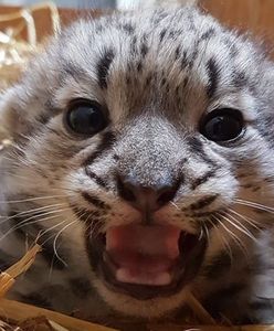 Warszawa. W stołecznym ZOO na świat przyszedł malutki irbis