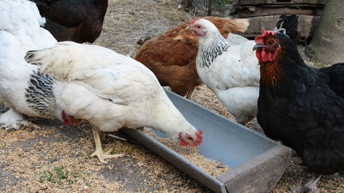 Czy to koniec chowu klatkowego w Unii? 