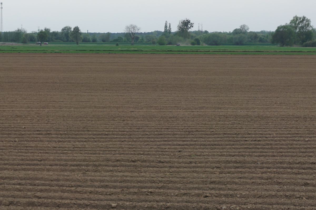 W tym roku powstało wiele nowych plantacji ziemniaków. Zaś w uprawę tego gatunku zaangażowali się rolnicy, którzy wcześniej nie uprawiali tego gatunku.