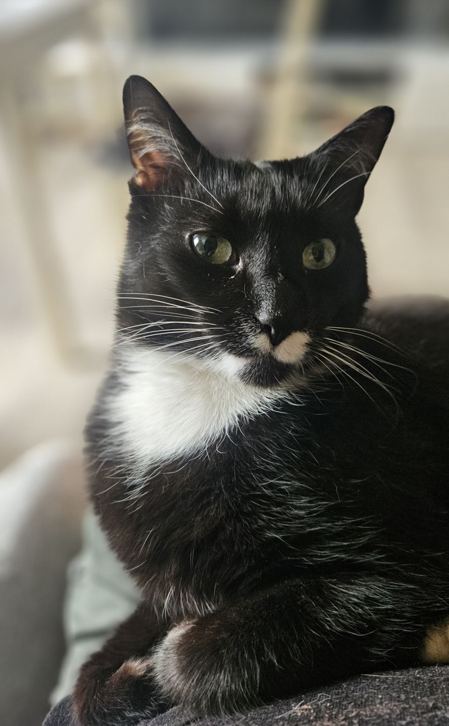 Lucky w "garniturze"