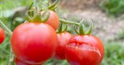 Dlaczego pomidory pękają? Wielu robi ten błąd