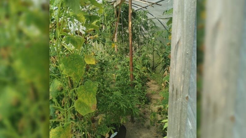 krzaki konopi indyjskich w tunelu z ogórkami