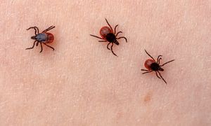 Wylęgarnia kleszczy. Jeśli są w domu, to chowają się właśnie tam