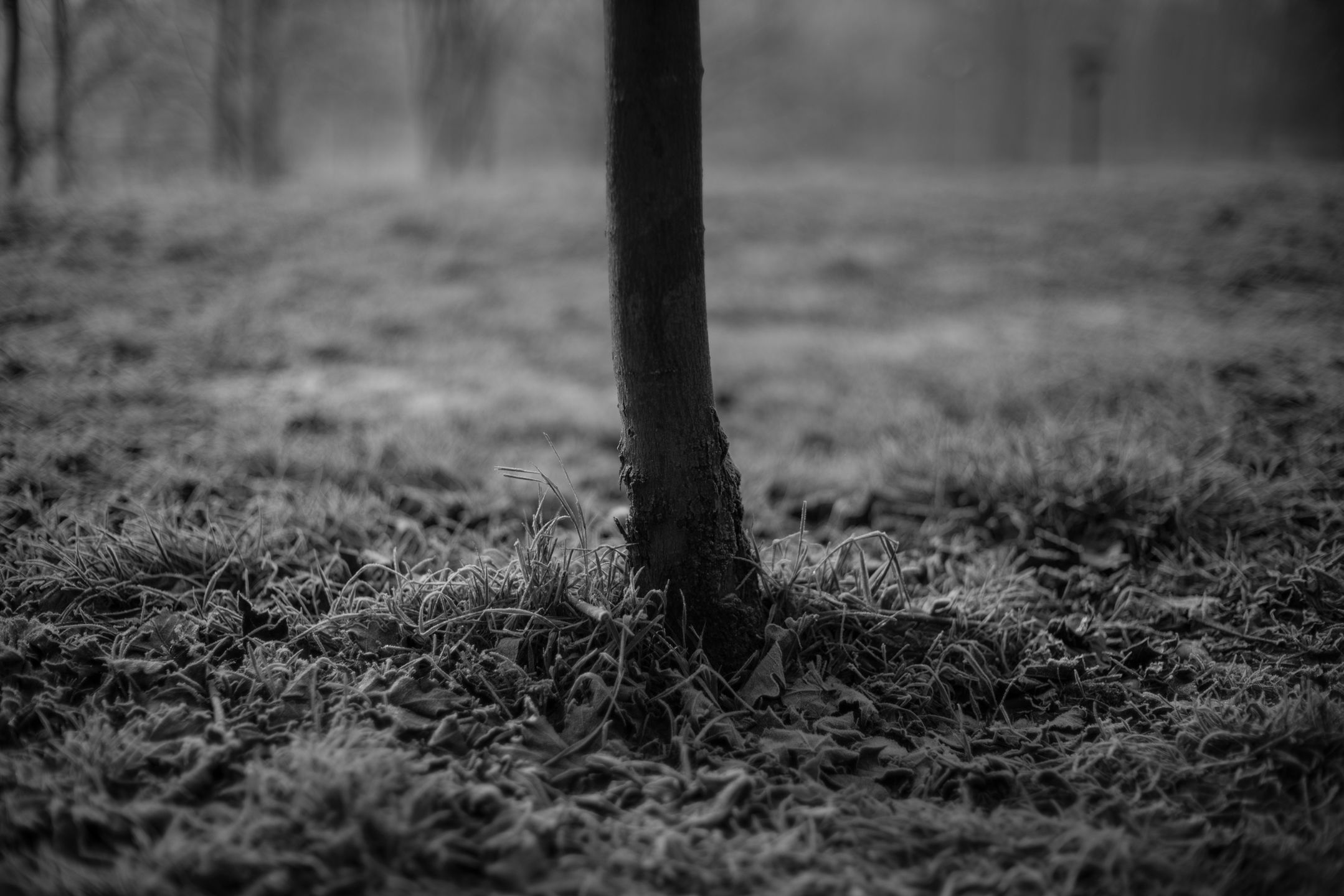 Voigtländer VM 50 mm f/1.1 Nokton - bardzo jasna pięćdziesiątka, która kreuje własną rzeczywistość [test] 28