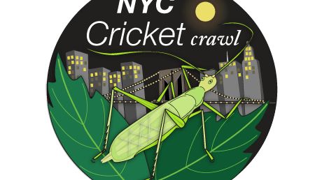 Jak zostać telefonicznym łowcą świerszczy 1