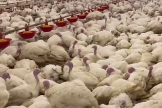 Ptasia grypa atakuje. "Sytuacja jak z najgorszego horroru"