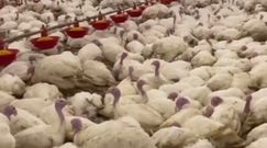 Ptasia grypa atakuje. "Sytuacja jak z najgorszego horroru"