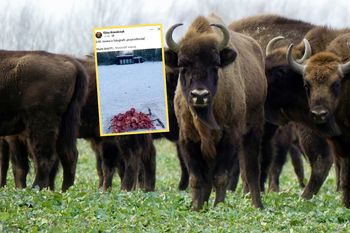 W internecie zawrzało. Oto co robią w Puszczy Białowieskiej