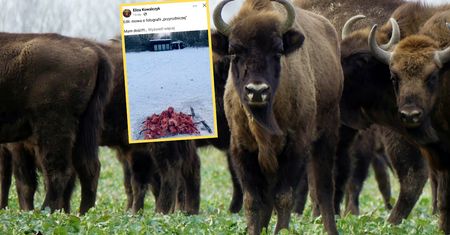 W internecie zawrzało. Oto co robią w Puszczy Białowieskiej