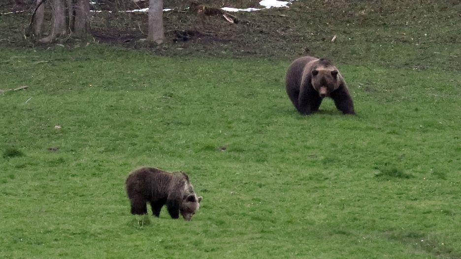 Zakopane, 25.04.2024. Niedźwiedzie na Polanie w rejonie Kuźnic w Zakopanem, 25 bm. (ad) PAP/Grzegorz Momot