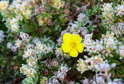 Pogoda. Wrocław. 13 października - deszcz nie odpuści. Poprawa dopiero w weekend