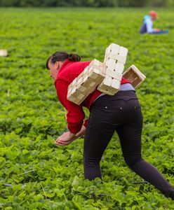 Pracuje na plantacji. "W Polsce żyję z tego, co zarobię w Niemczech"