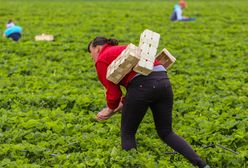 Pracuje na plantacji. "W Polsce żyję z tego, co zarobię w Niemczech"