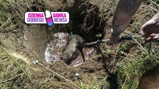 Zegar wskazał 20:05. "Wpadł i utknął". Ruszyli na ratunek dzikowi