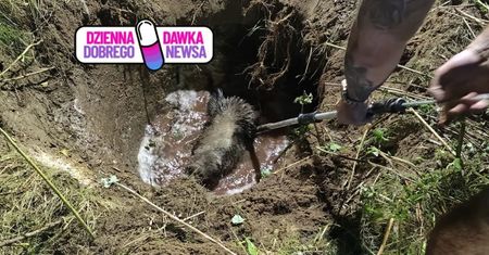 Zegar wskazał 20:05. "Wpadł i utknął". Ruszyli na ratunek dzikowi