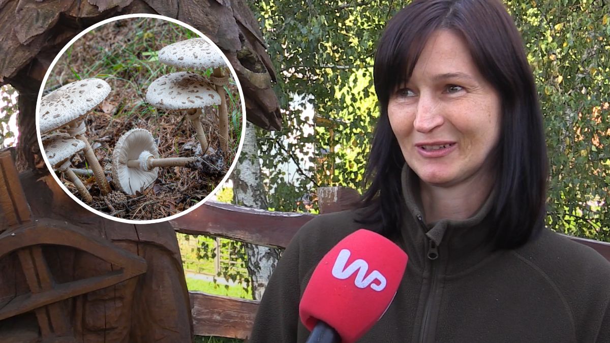 Małgorzata Lorek-Stańczak z Nadleśnictwa Złotów o grzybach