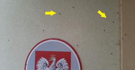Inwazja biedronek azjatyckich. "Ich ugryzienia wywołują często alergie"
