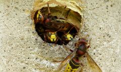 Sezon aktywności szerszeni trwa. Te owady mogą być śmiertelnie niebezpieczne