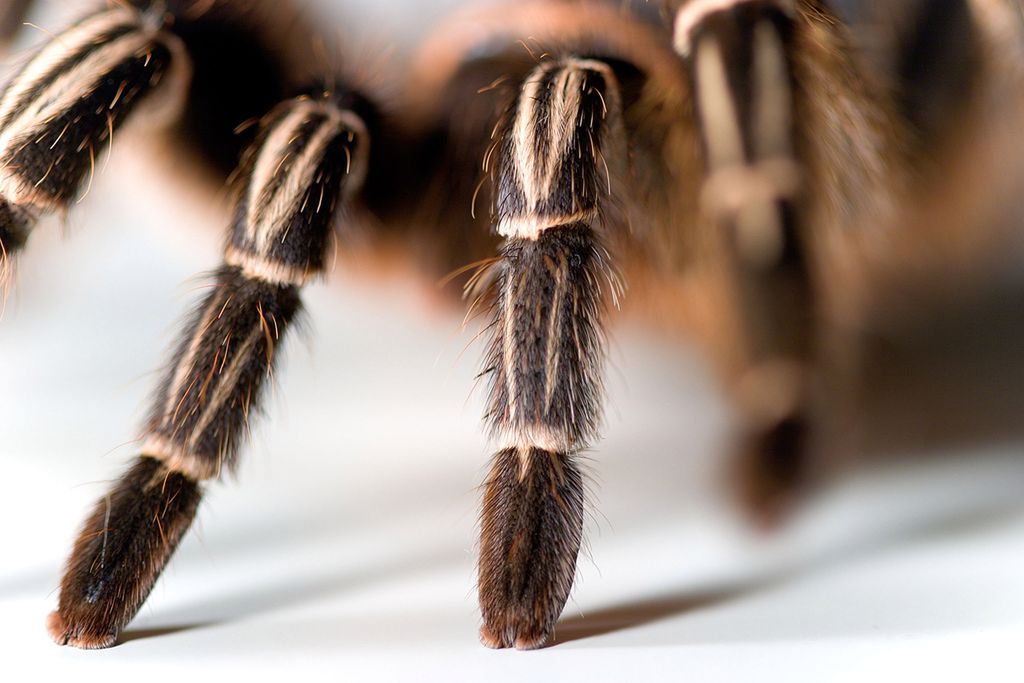 Tarantule zawstydziły Spider-Mana 2